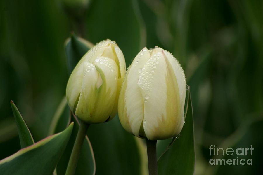 Tulip Photograph - We Belong Together by Living Color Photography Lorraine Lynch