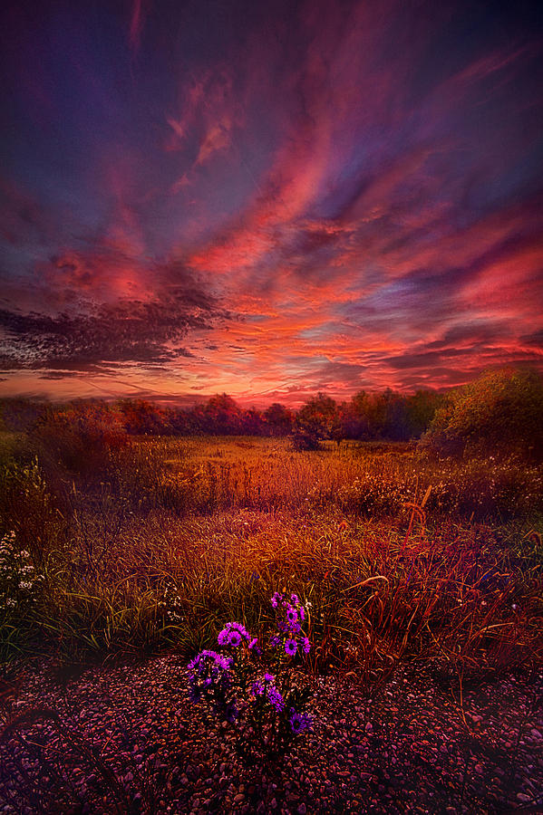 Tree Photograph - We Find Our Own Story by Phil Koch