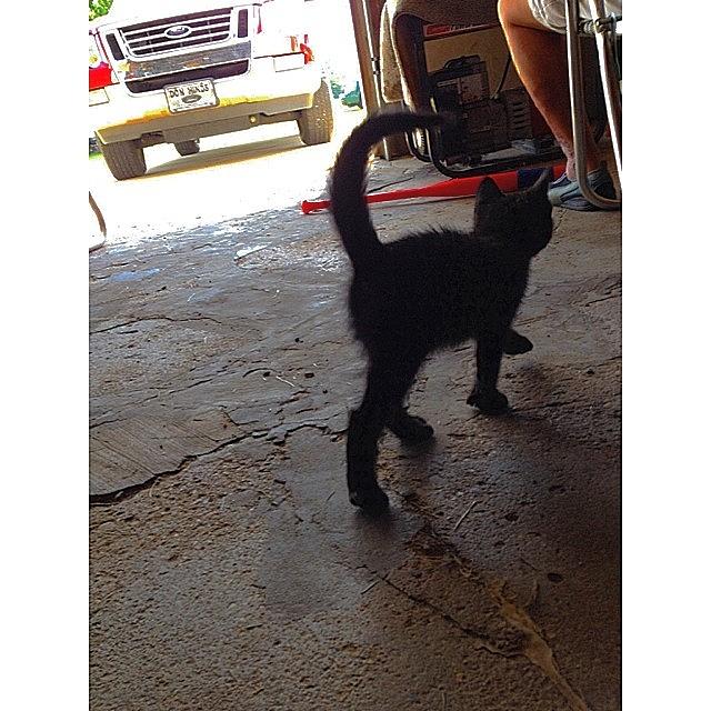 We Found This Kitten In Our Garage Photograph by Kyla Willoughby