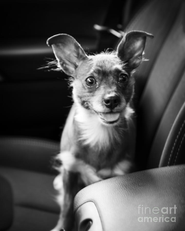 Dog Photograph - We Goin for a Ride by Edward Fielding