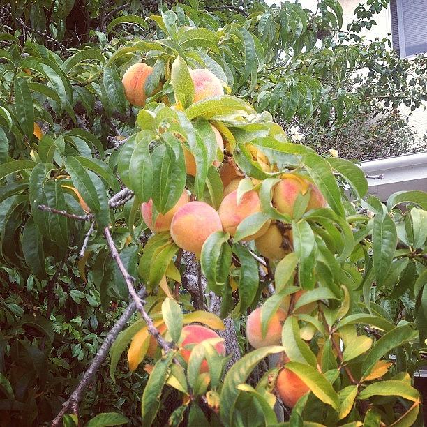 Yumm Photograph - We Got Some Mighty Fine Peaches! #yumm by Hannah Craig