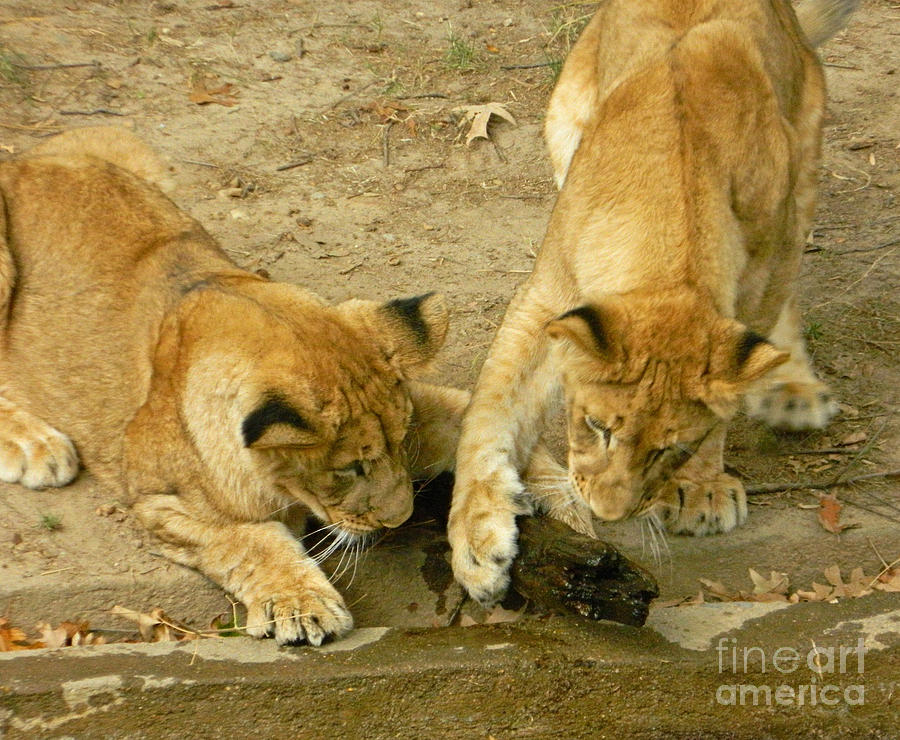 Lion Photograph - We Got This by Emmy Vickers