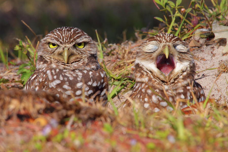 Owl Photograph - We Hate Mornings - Burrowing Owls by Bruce J Robinson