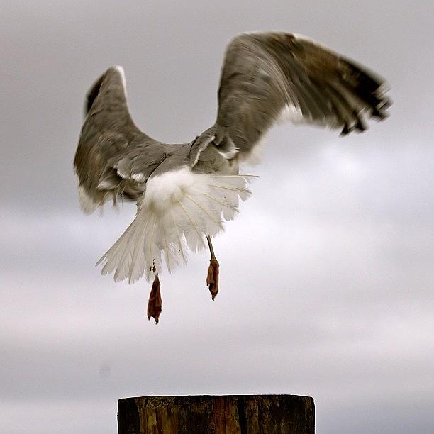 Seagull Photograph - We Have Lift Off by Justin Connor