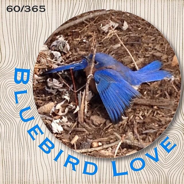 Bluebird Photograph - We Love Our #bluebirds And Today When I by Teresa Mucha