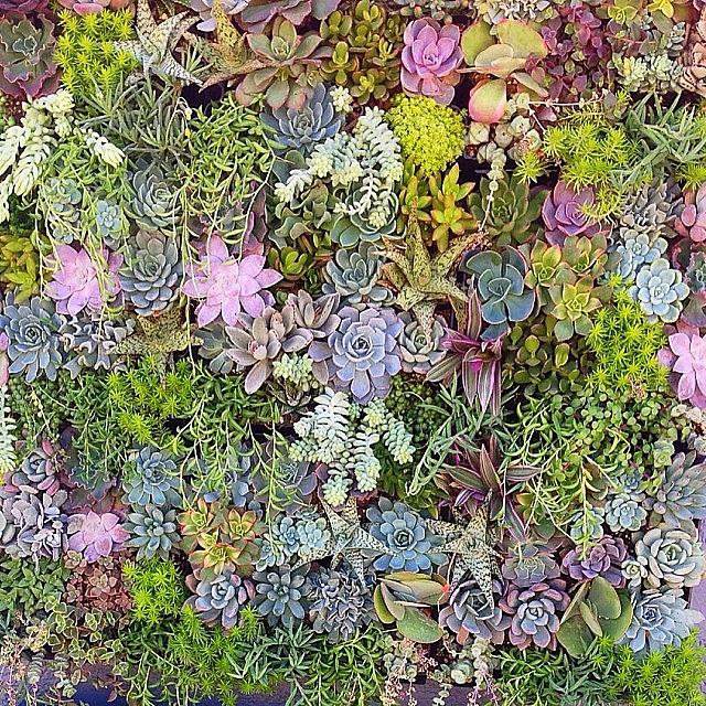 We Loved The Vertical Succulents At The Photograph by Jennifer Hawkins