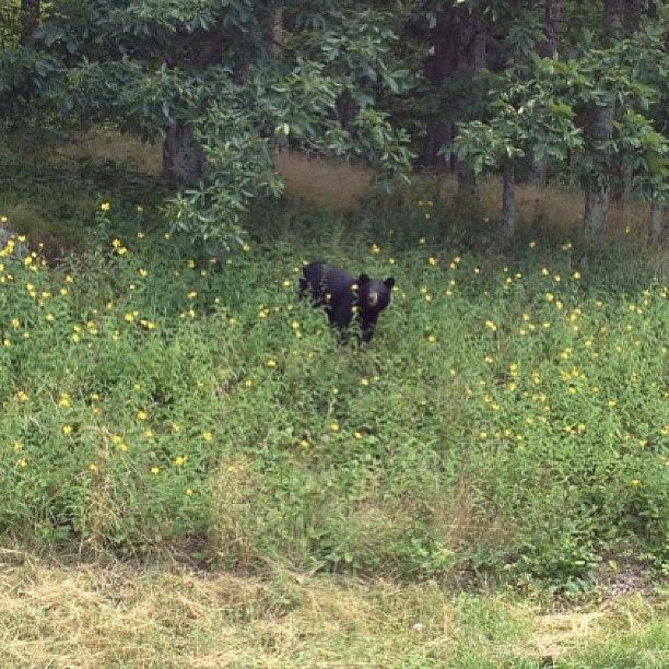 Blackbear Photograph - We Saw A Momma Bear And Her Two Cubs by Renee Ellis