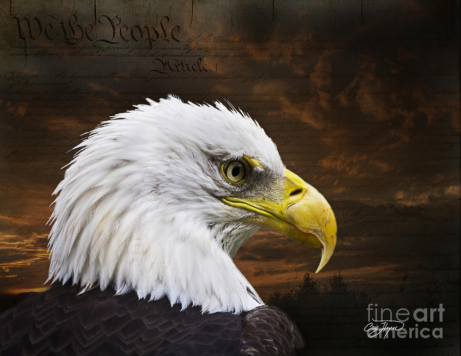 Eagle Photograph - We the People by Cris Hayes