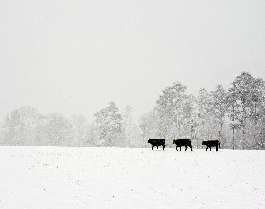 We Three Calves Photograph by Robert Camp