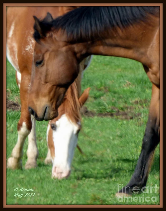 Horse Photograph - We Two by Rennae Christman