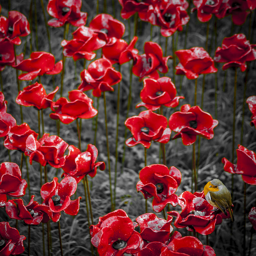 We will remember them Photograph by S J Bryant