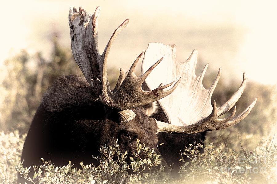 Moose Photograph - Wear a Crown by Jim Garrison