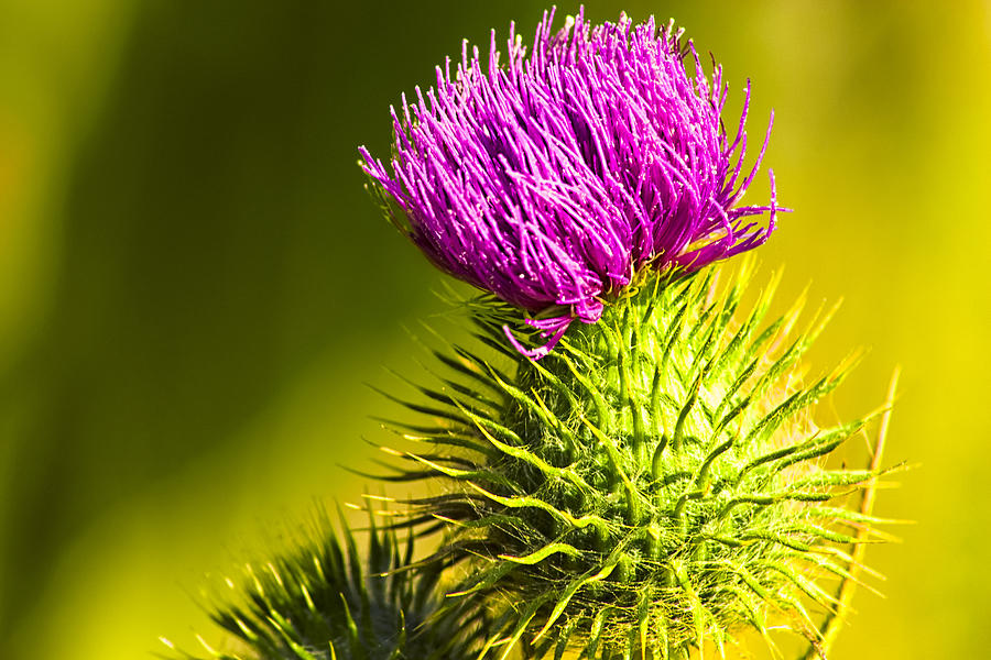 Wearing A Purple Crown - Bull Thistle Photograph by Mark E Tisdale