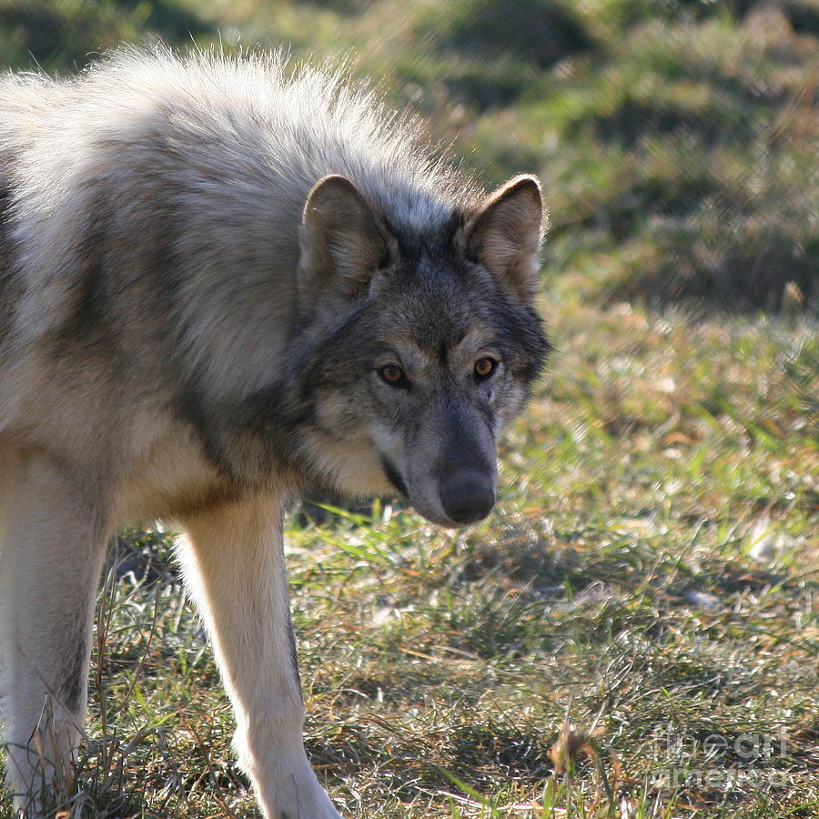 Wolves Photograph - Weary Stance by Neal Eslinger
