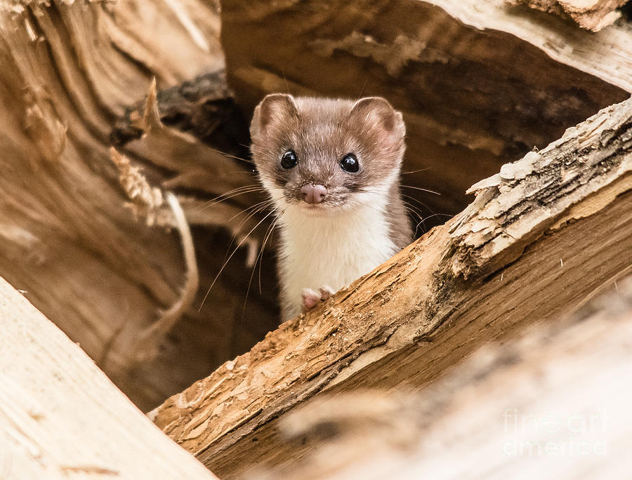 Weasel Photograph by Cheryl Baxter