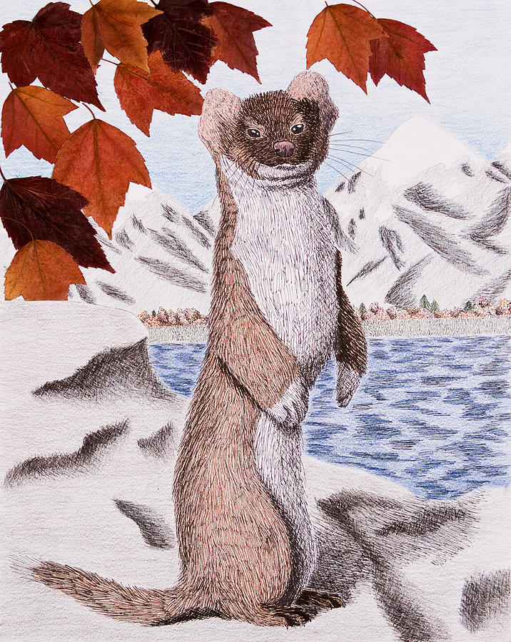 Fall Drawing - Weasel in Fall by Jeanette K