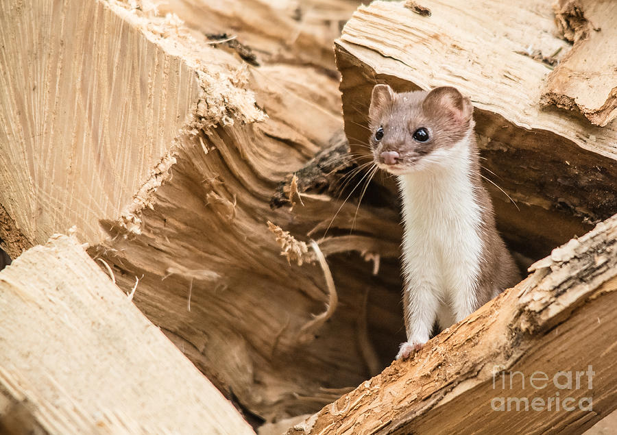 Weasel in the Wood Pile Photograph by Cheryl Baxter