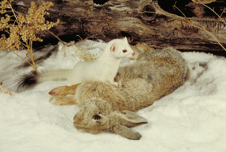Weasel With Prey Photograph by Phil A. Dotson