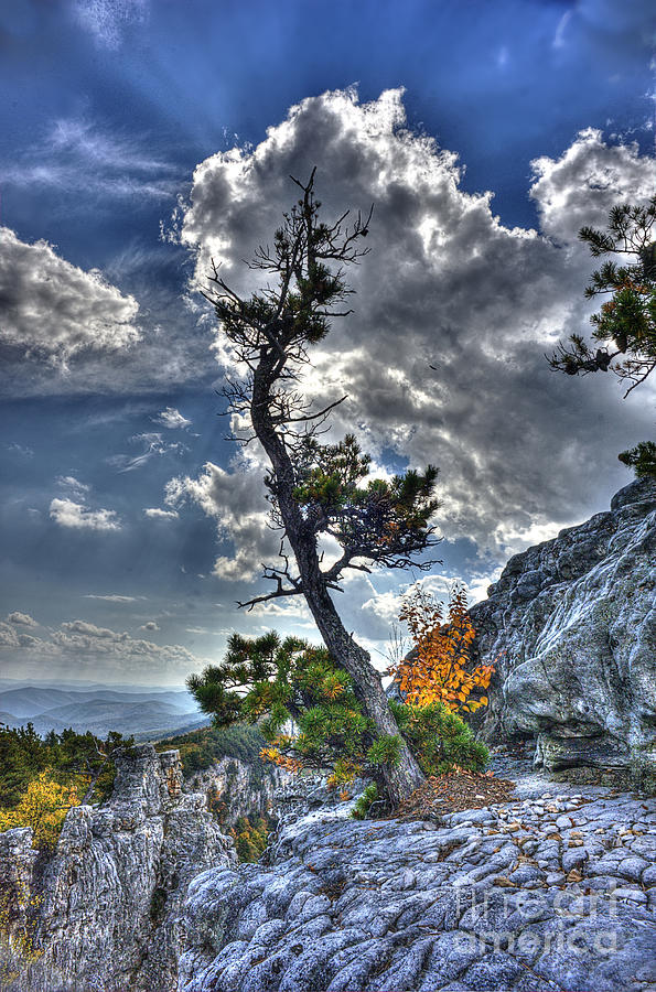 Weather ravaged tree top of mountain Photograph by Dan Friend