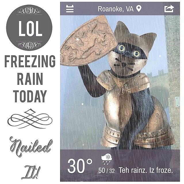 Brrr Photograph - Weather Whiskers App Has A New Little by Teresa Mucha
