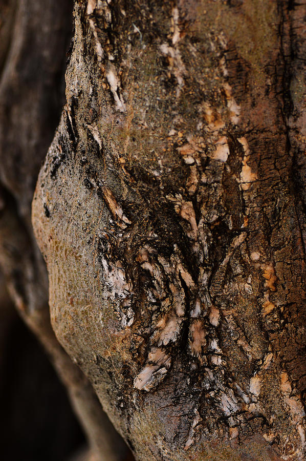 Weathered bark Photograph by Michael McGowan