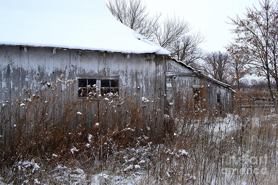 Weathered Barns in Winter Photograph by Amy Lucid
