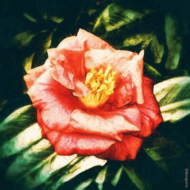 Flowers Still Life Photograph - Weathered Camellia - Bring Beauty To A by Photography By Boopero
