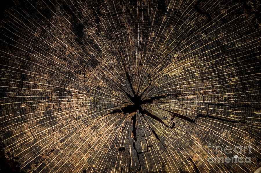 Weathered Cut Log Photograph by Ronald Grogan