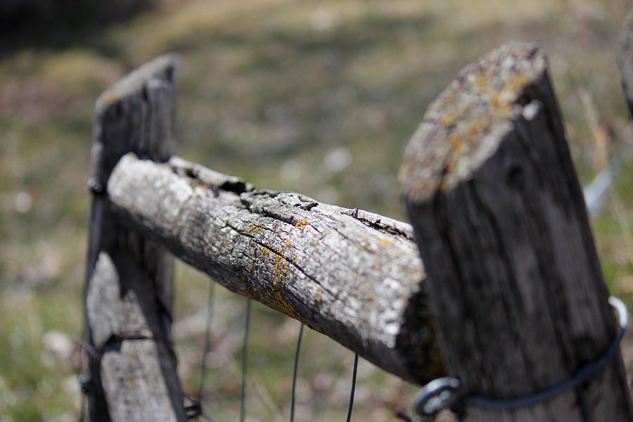 Weathered Fence Photograph by Trent Mallett