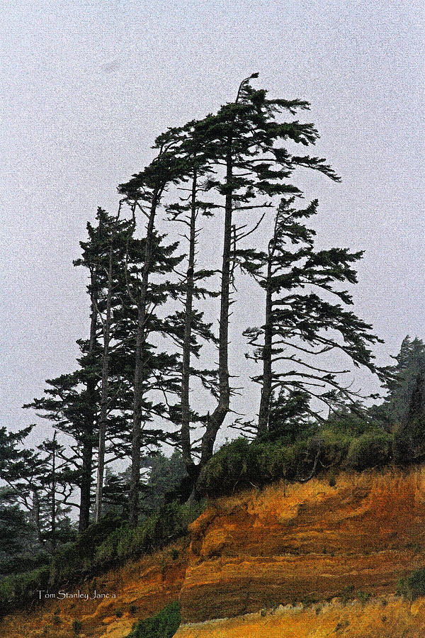 Weathered Fir Tree Above The Ocean Photograph by Tom Janca