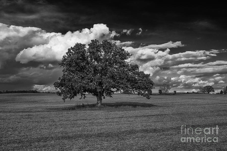 Weathered Oak Photograph by Dan Hefle