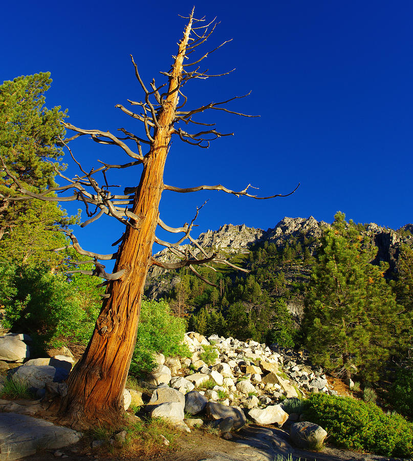 Weathered Sierra Nevada Tree Photograph by Scott McGuire