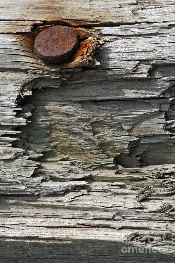 Weathered Photograph by Tiffany Whisler