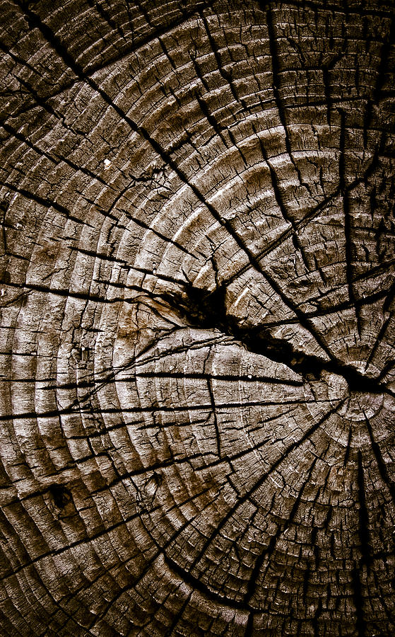 Weathered Wood Photograph by Frank Tschakert