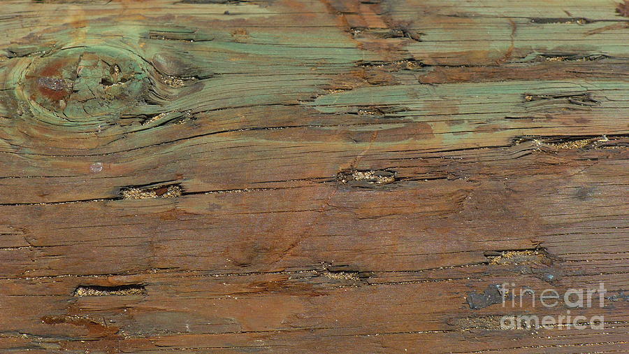 Weathered wood Photograph by Nora Boghossian