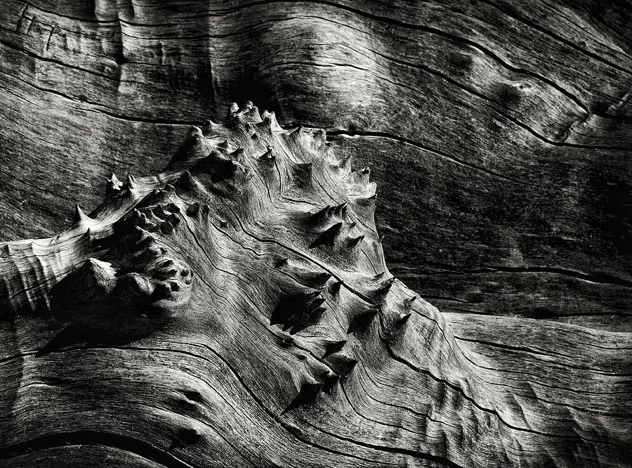 Weathered Wood Photograph by Robert Woodward