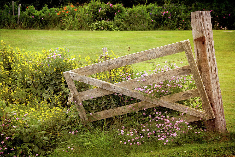 Weathered Wooden Gate And Flowers Photograph by Nancy Rose
