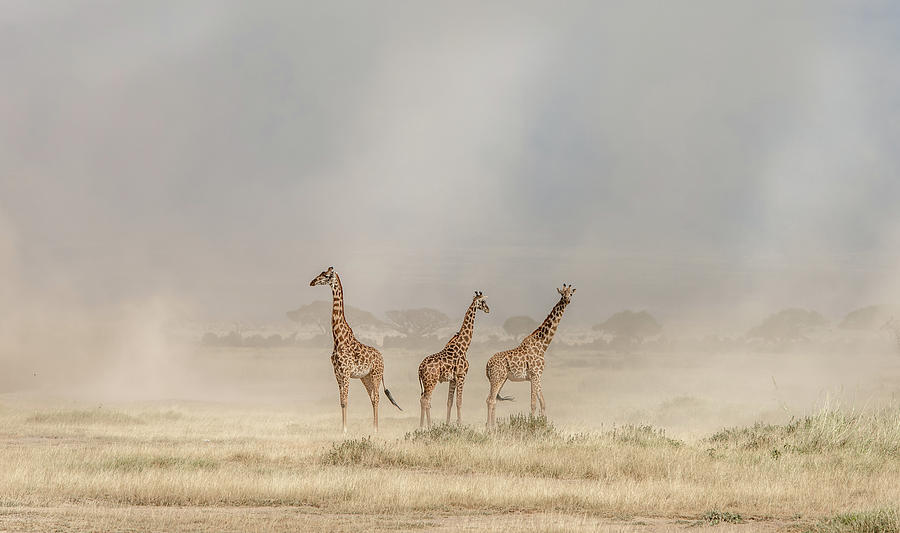 Weathering The Amboseli Dust Devils Photograph by Jeffrey C. Sink