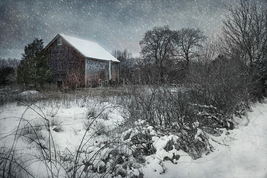 Weathering Winter Photograph by Robin-Lee Vieira