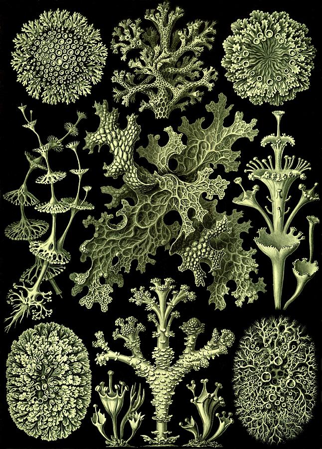 Weave Haeckel Lichenes Photobionten Chlorophyta Digital Art by Movie Poster Prints
