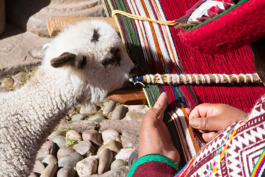 Weaver and Alpaca Lamb Cusco Peru Photograph by Dan Hartford