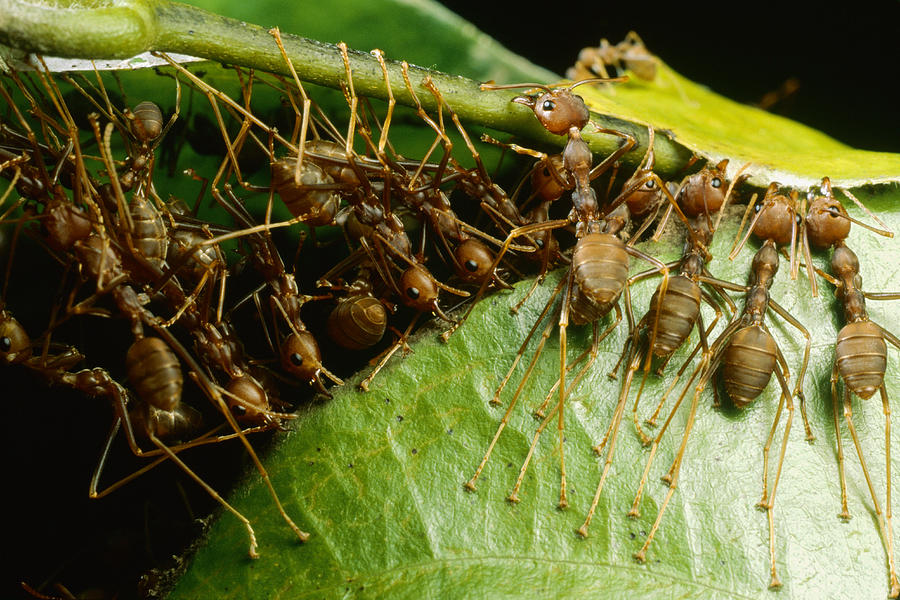 Ant Photograph - Weaver Ant Group Binding Leaves by Mark Moffett