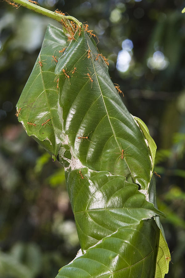 Weaver Ant Nest In Rainforest India Photograph by Konrad Wothe