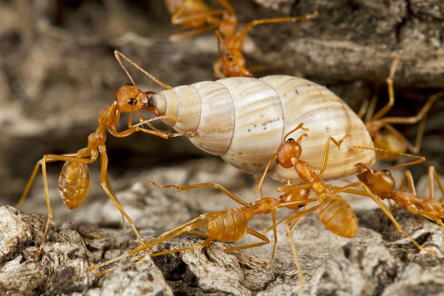 Weaver Ants Carrying Snail Gorongosa Photograph by Piotr Naskrecki