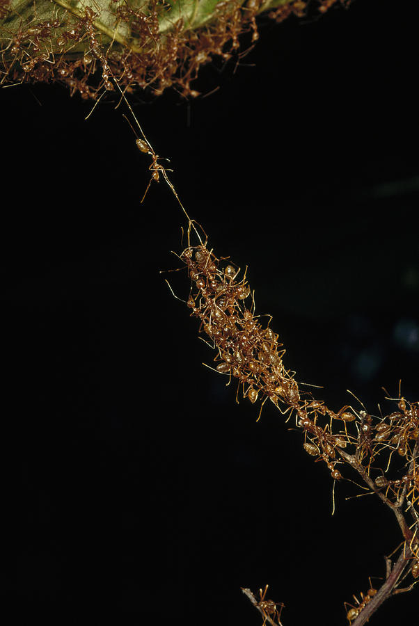 Weaver Ants Forming A Bridge Papua New Photograph by Mark Moffett
