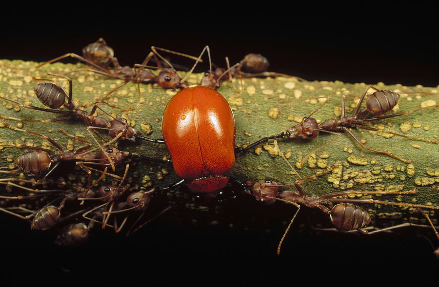 Weaver Ants Killing Leaf Beetle Malaysia Photograph by Mark Moffett