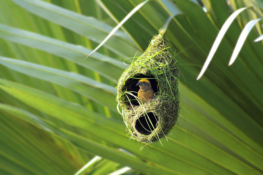 Weaver bird in nest Photograph by Photo by Tanvir Ibna Shafi