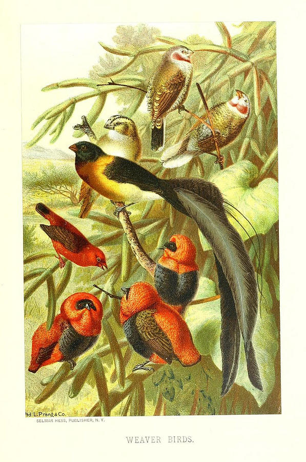 Bird Painting - Weaver Birds by Philip Ralley