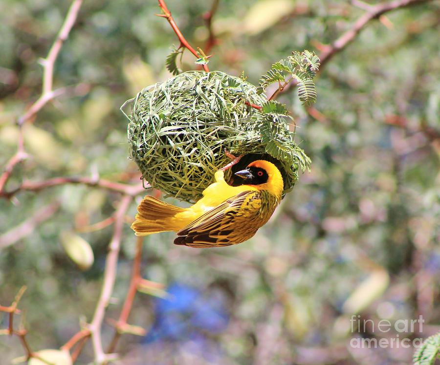 Wildlife Photograph - Weaver Nest and Beauty by Andries Alberts
