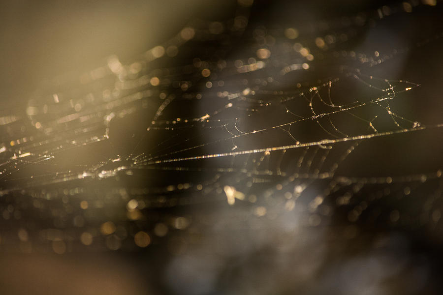 Nature Photograph - Weaving Webs by Parker Cunningham